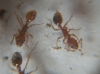crematogaster?