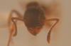 Myrmica, posiblemente sabuleti