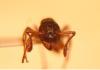 Myrmica, posiblemente sabuleti.
