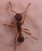 Myrmica, posiblemente sabuleti.