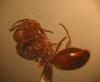 myrmica-combinez
