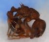Myrmica grande (aloba?)