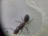 Camponotus Borelli 5