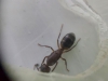 Camponotus Borelli 6