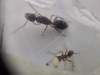 Camponotus Borelli 9