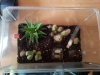 caja de forrajeo cactus