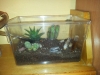 caja de forrajeo cactus