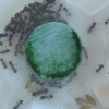 Hongo seta