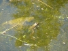 taxomara09_036.jpg