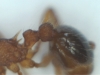 Myrmica-espinas