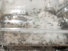 taxomara mendelius