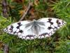 mariposon