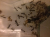 Pheidole 011