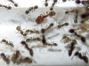Pheidole pallidula