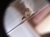 pheidole_larvas_huevos3