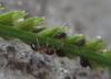 pheidole1