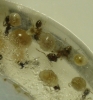 pheidole