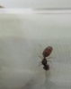 Reina Pheidole? 3