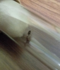 Reina Pheidole?