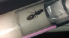 reina atomic ant