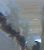 Pheidole prole