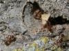pheidole