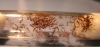 Pheidole