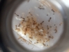 pheidole darlatan 3.1