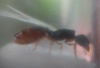 Pheidole?2