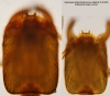 Cabezas de obreras Solenopsis (Diplorhoptrum) sp-Madrid-12-X-2015