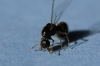 Solenopsis4