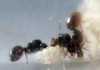 Solenopsis huevos larvas
