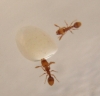 Nurses Solenopsis