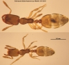 Obreras Solenopsis (Diplorhoptrum) sp-Madrid-12-X-2015-Dorsal