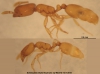 Obreras Solenopsis (Diplorhoptrum) sp-Madrid-12-X-2015-Lateral