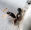 Nurses Solenopsis