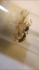 Solenopsis Molesta