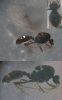 Solenopsis 20140911 m MTm