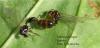 Solenopsis