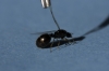 Solenopsis1