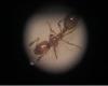 solenopsis