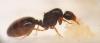 Solenopsis