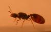 solenopsis2?