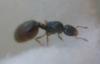solenopsis?