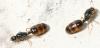 Reinas de solenopsis sp