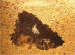 cmara real de un hormiguero de lasius