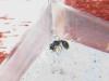 tetramorium sp