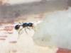 tetramorium sin identificar