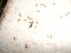 Tetramorium