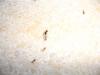 Tetramorium